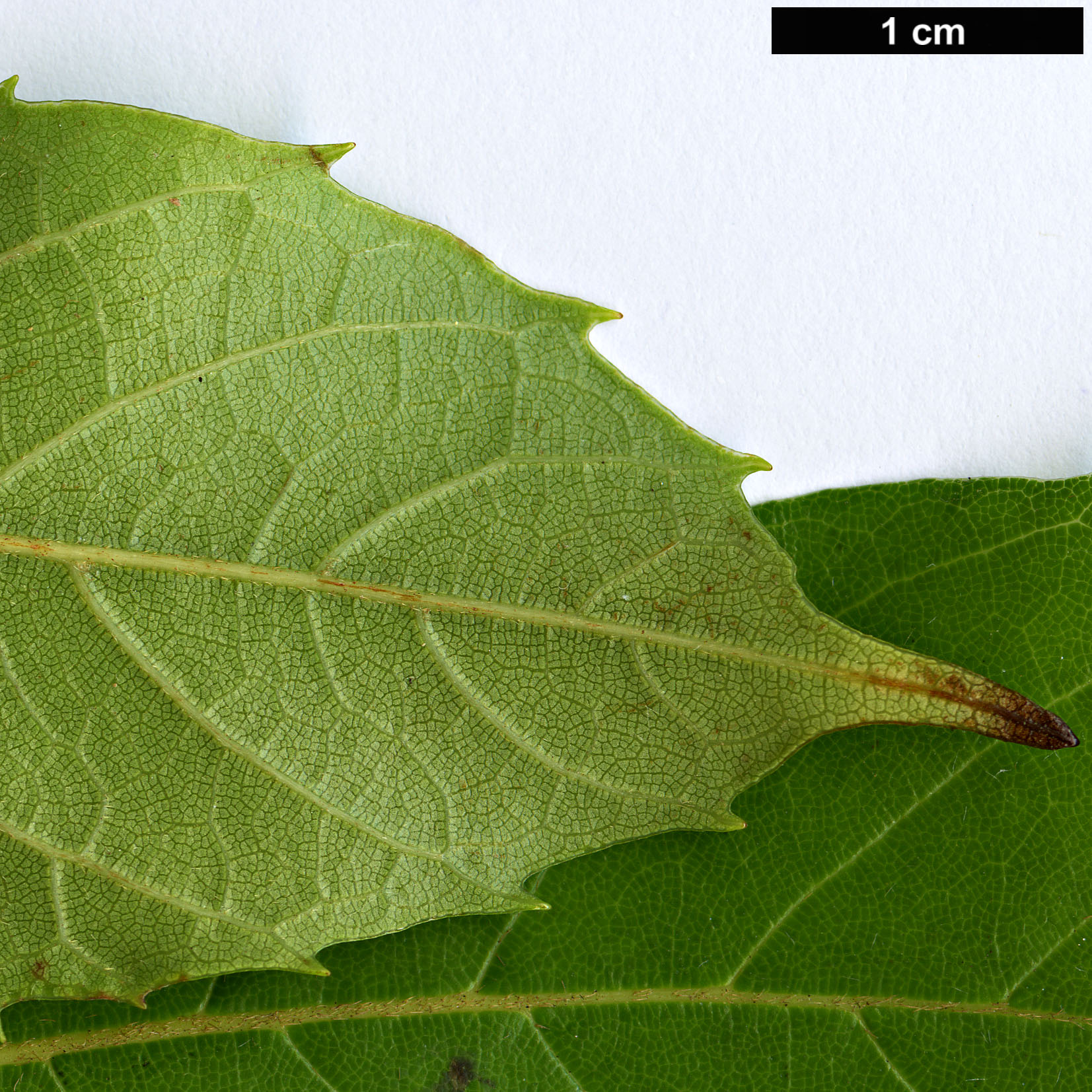 High resolution image: Family: Sabiaceae - Genus: Meliosma - Taxon: yunnanensis